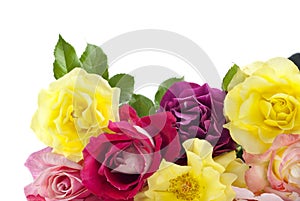 Colorful Roses White Background