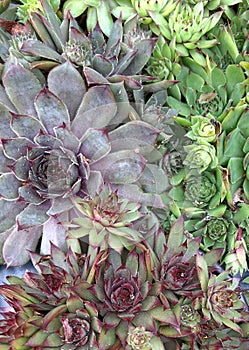 Colorful rosettes of the Sempervivum plant
