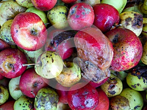 colorful rotten apples