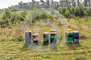 Colorful row of bee hives in a nature reserve