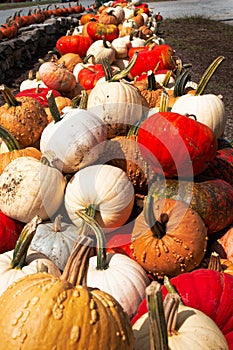 Colorful row of pumpkins at roadside vegetable stand 1