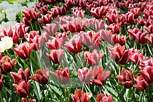 Colorful rows of red Tulip field in park ,sunny spring day. Spring floral background