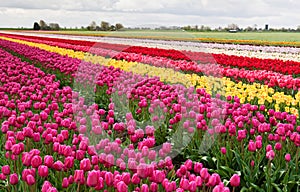 Colorful rows of tulips