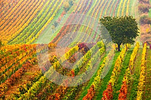 Colorful rows of vineyards in autumn. Green lonely tree in fog among vineyards. Autumn scenic landscape of South Moravia in Czech