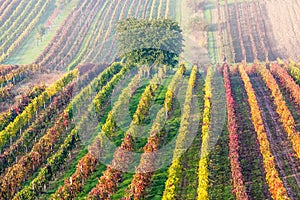 Colorful rows of vineyards in autumn. Green lonely tree In fog among vineyards. Autumn scenic landscape of South Moravia in Czech