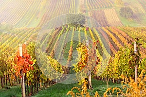 Colorful rows of vineyards in autumn. Green lonely tree In fog among vineyards. Autumn scenic landscape of South Moravia in Czech