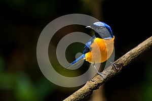 Colorful Rufous-bellied Niltava perching on tree branch
