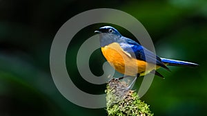 Colorful Rufous-bellied Niltava perching on tree stump photo