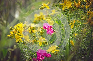 Colorful rural flowers