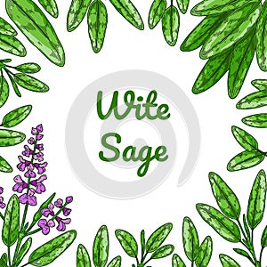 Colorful sage design with green leaves and flowers. Vector illustration in colored sketch style