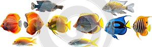 Colorful Saltwater Aquarium Fish Collection - Panoramic Banner of Popular Pet Species on White Background