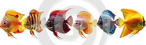 Colorful Saltwater Aquarium Fish Collection on White - Panoramic AI Banner