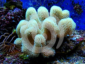 Colorful Sarcophyton soft coral - Sarcophyton ehrenbergi
