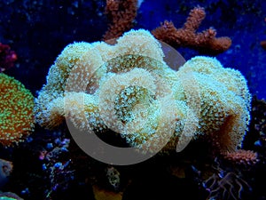 Colorful Sarcophyton soft coral - Sarcophyton ehrenbergi