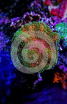 Colorful Sarcophyton soft coral - Sarcophyton ehrenbergi