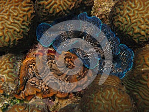 Colorful Scaly giant clam.