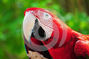 Colorful scarlet macaw