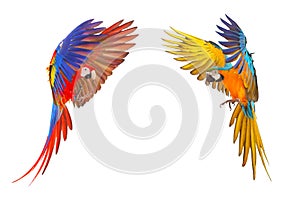 Colorful Scarlet Macaw and Blue and Gold Macaw flying isolated on white background.