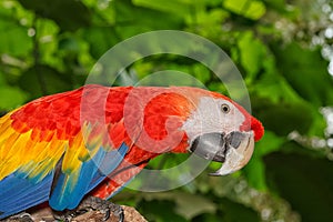 Colorful scarlet macaw parrot