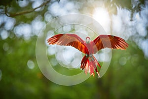 Colorful Scarlet Macaw parrot, flying directly at camera. Bright red and blue South American parrot, Ara macao, flying with