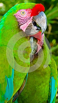 Colorful scarlet macaw perched on a branch