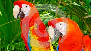 Colorful scarlet macaw perched on a branch