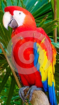 Colorful scarlet macaw perched on a branch