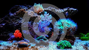 Colorful scene in dream coral reef aquarium tank