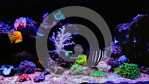 Colorful scene in dream coral reef aquarium tank