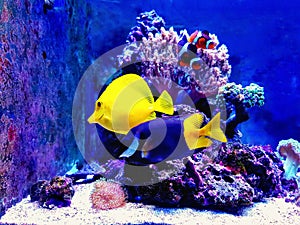 Colorful scene in dream coral reef aquarium tank