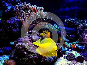 Colorful scene in dream coral reef aquarium tank