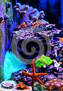 Colorful scene in dream coral reef aquarium tank