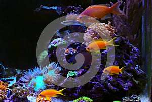 Colorful scene in dream coral reef aquarium tank