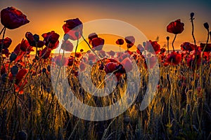 Colorful scene of lots of poppies at sunrise growing in a field