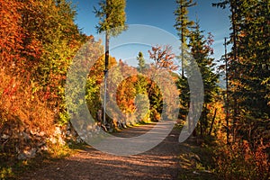 Colorful scenery in autumn nature. turistic road, warm morning light