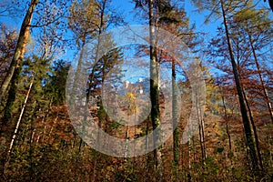 Colorful scenery in a forest in Planken in Liechtenstein 11.11.2020