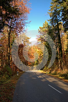 Colorful scenery in a forest in Planken in Liechtenstein 11.11.2020