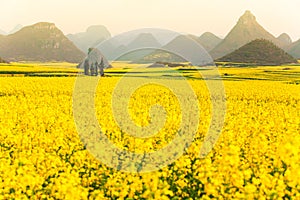Colorful scenery of mustard fields on springtime, blooming yellow mustard flowers in the valley at sunrise