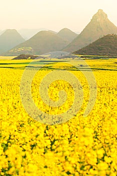 Colorful scenery of mustard fields on springtime, blooming yellow mustard flowers in the valley at sunrise