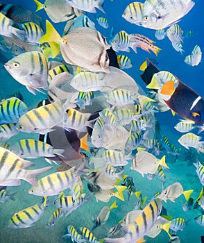 Colorful School of Fish