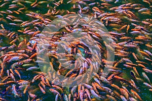 Colorful school of red/orange perch red tilapia fish
