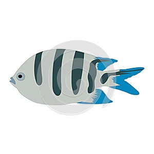 Colorful `Scissortail Sergeant` fish clip art
