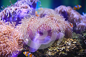 Colorful Sea anemone