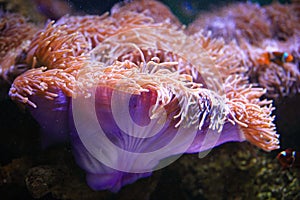 Colorful Sea anemone