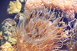 Colorful Sea anemone