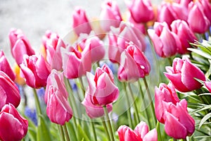 Colorful sea of beautiful tulips