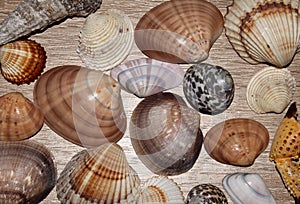 Colorful sea clams