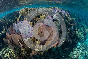 Colorful Sea Fans Growing on Caribbean Reef