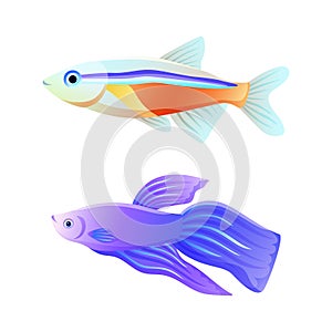 Colorful Sea Inhabitant Neon Tetra and Betta Fish