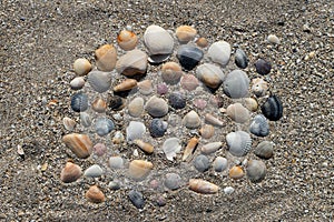 Colorful sea shell arrangement on a coarse sand of Florida beach